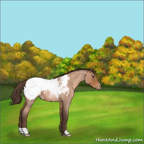 Horse Color:Gray Blue Roan Pearl Appaloosa 