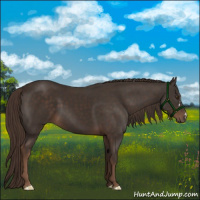 Horse Color:Liver Chestnut 