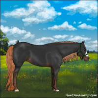 Horse Color:Liver Chestnut 