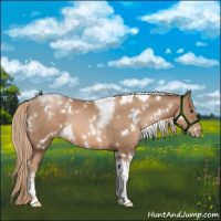 Horse Color:White Spotted Liver Chestnut Pearl Tobiano 