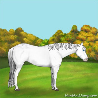 Horse Color:Black Frame 