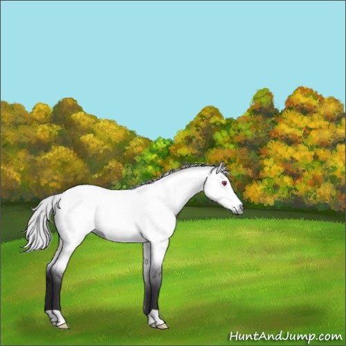 Horse Color:Silver Buckskin Chinchilla Dun 