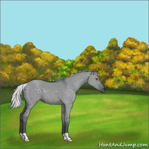 Horse Color:Silver Grullo Chinchilla 