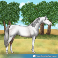 Horse Color:Gray Liver Chestnut Tobiano 