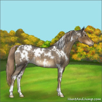 Horse Color:White Spotted Chocolate Palomino Roan 