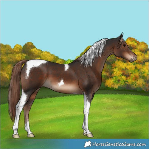 Horse Color:Liver Chestnut Tobiano 