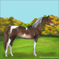 Horse Color:Liver Chestnut Tobiano 