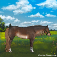 Horse Color:Liver Chestnut Tobiano 