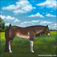 Horse Color:Liver Chestnut Tobiano