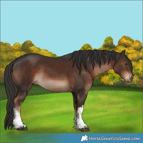 Horse Color:White Spotted Liver Chestnut Rabicano 