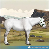 Horse Color:Gray White Spotted Liver Red Dun