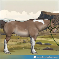 Horse Color:White Spotted Liver Red Dun Tobiano Rabicano 
