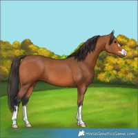 Horse Color:Bay 