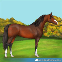 Horse Color:Bay 