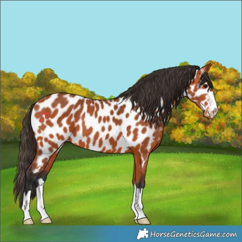 Horse Color:Bay Appaloosa 