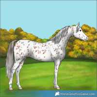 Horse Color:Bay Appaloosa 