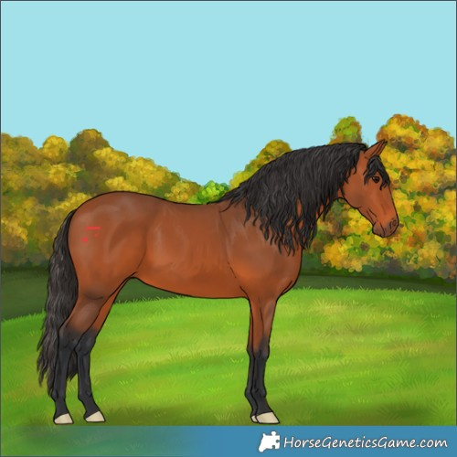 Horse Color:Bay 