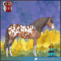 Horse Color:Bay Appaloosa