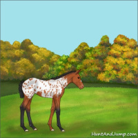 Horse Color:Bay Appaloosa
