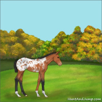Horse Color:Bay Appaloosa