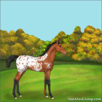 Horse Color:Bay Appaloosa 