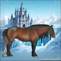 Horse Color:Brown Appaloosa 