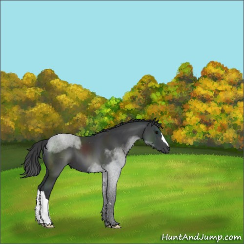 Horse Color:Black 