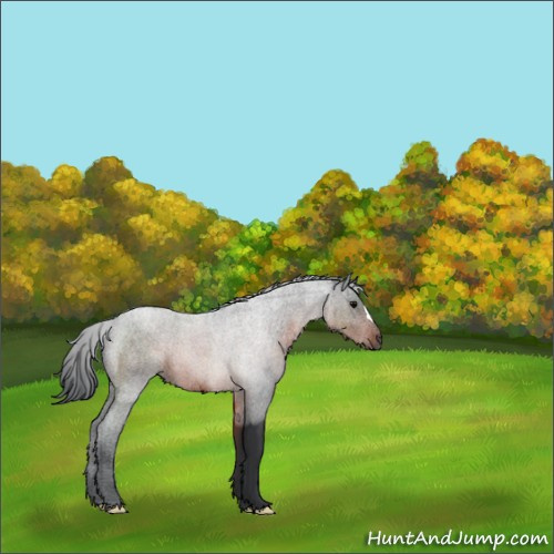 Horse Color:Brown 