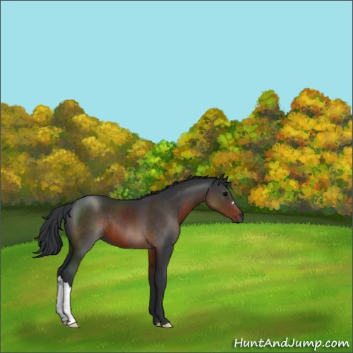 Horse Color:Brown 
