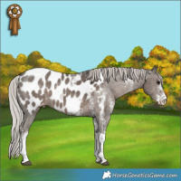 Horse Color:White Spotted Silver Black Tobiano Appaloosa 