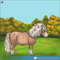 Horse Color:Gold Champagne Splash