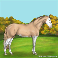 Horse Color:Gold Champagne Splash