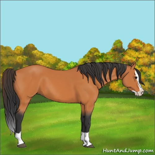 Horse Color:Bay Splash 