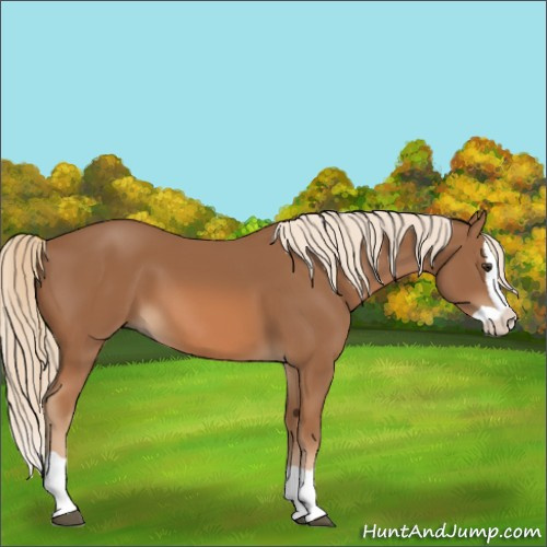 Horse Color:Chestnut Splash