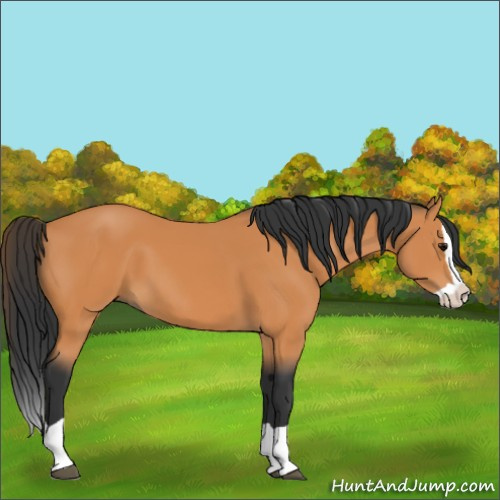 Horse Color:Bay Splash 