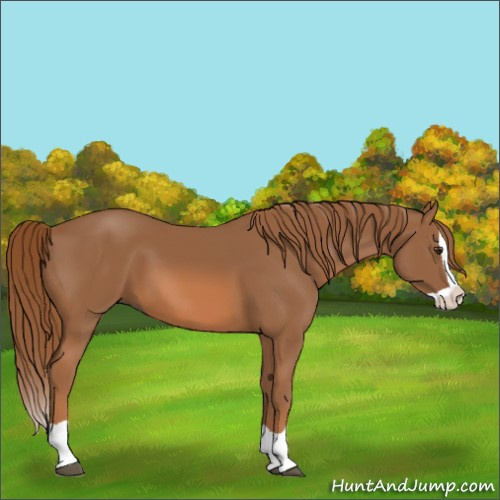 Horse Color:Chestnut Splash