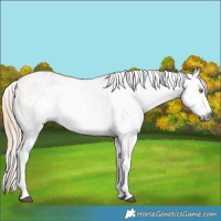 Horse Color:Gray Buckskin Dun Tobiano Varnish Rabicano