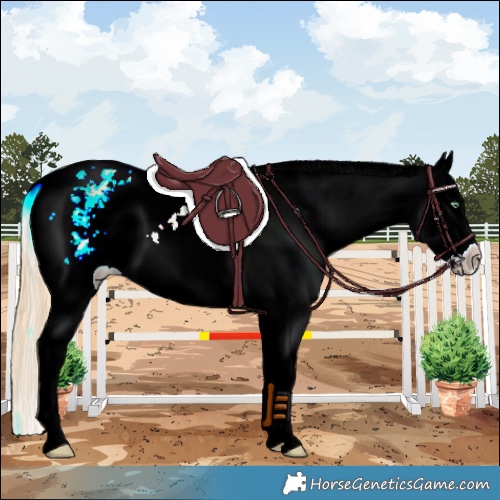 Horse Color:Amber Cream Champagne Dun Splash Tobiano Appaloosa Rabicano 