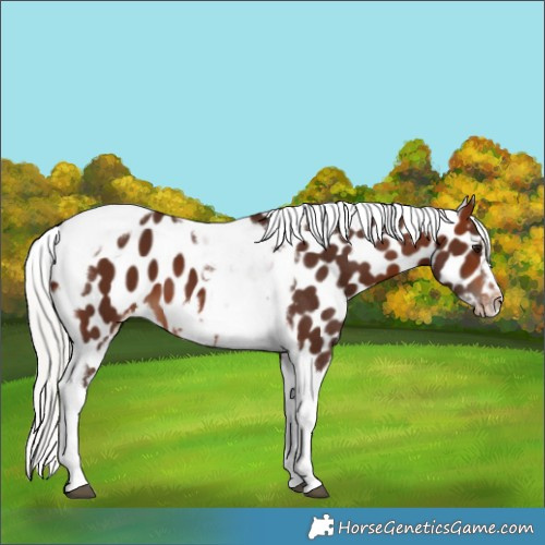 Horse Color:Silver Brown Tobiano Frame Appaloosa 
