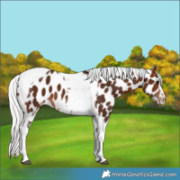 Horse Color:Silver Brown Tobiano Frame Near Leopard 