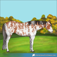 Horse Color:Bay Sabino Rabicano  and Bay Sabino Rabicano 