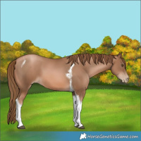 Horse Color:Liver Chestnut Pearl Tobiano 