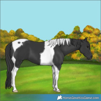 Horse Color:Black Tobiano 