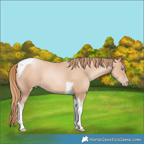 Horse Color:Gold Champagne Pearl Tobiano Rabicano 