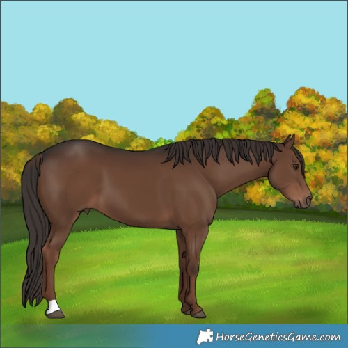 Horse Color:Liver Chestnut 
