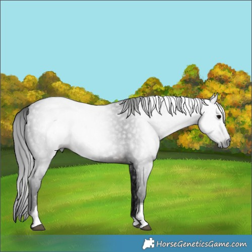 Horse Color:Gray Brown Tobiano 