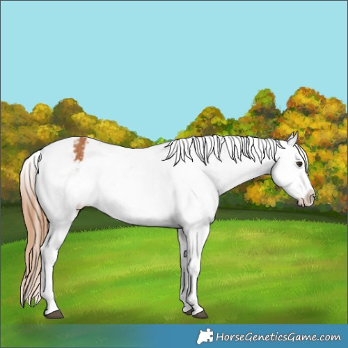 Horse Color:Chestnut Tobiano Appaloosa 