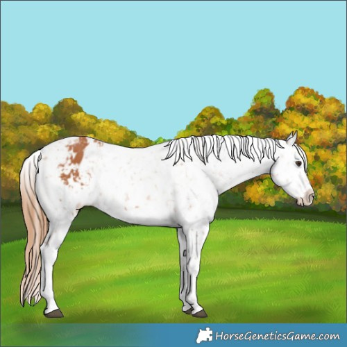 Horse Color:Chestnut Tobiano Appaloosa 