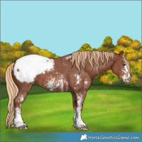 Horse Color:Chestnut Sabino Snowcap 