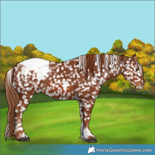 Horse Color:Chestnut Sabino Appaloosa 